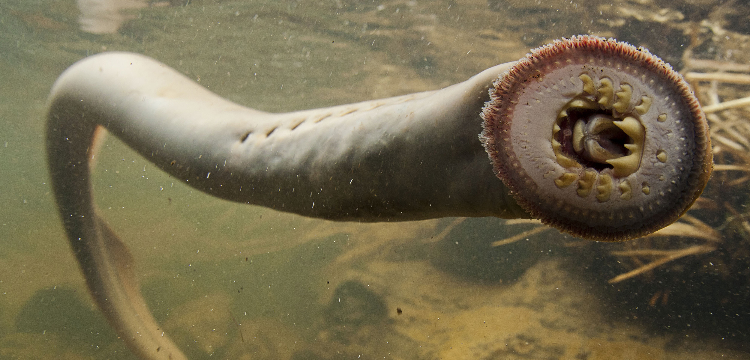 Lamprey