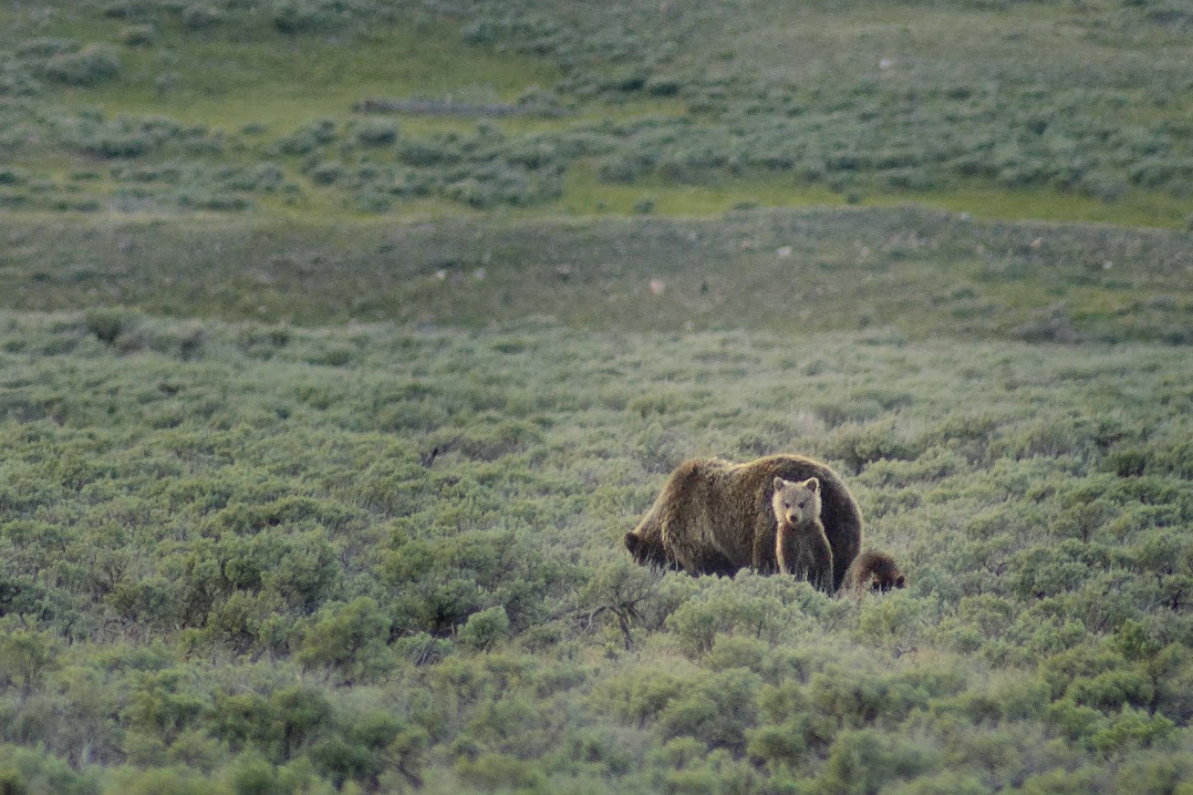 Mother grizzly and cub feed amongst sagebrush, while second cub stands on hind legs, looking towards the camera.