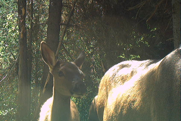 Curious elk calf stands at the shoulder of an adult elk, looking at the lens of a camera trap.