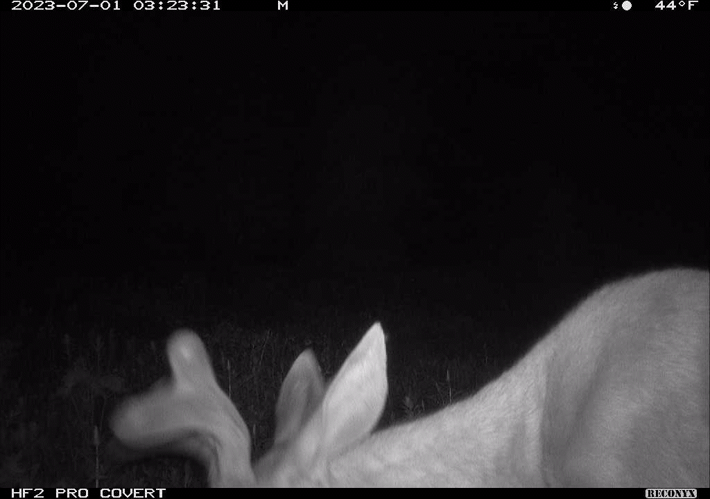 Mule deer lit by infrared light looks vigilantly at the camera.