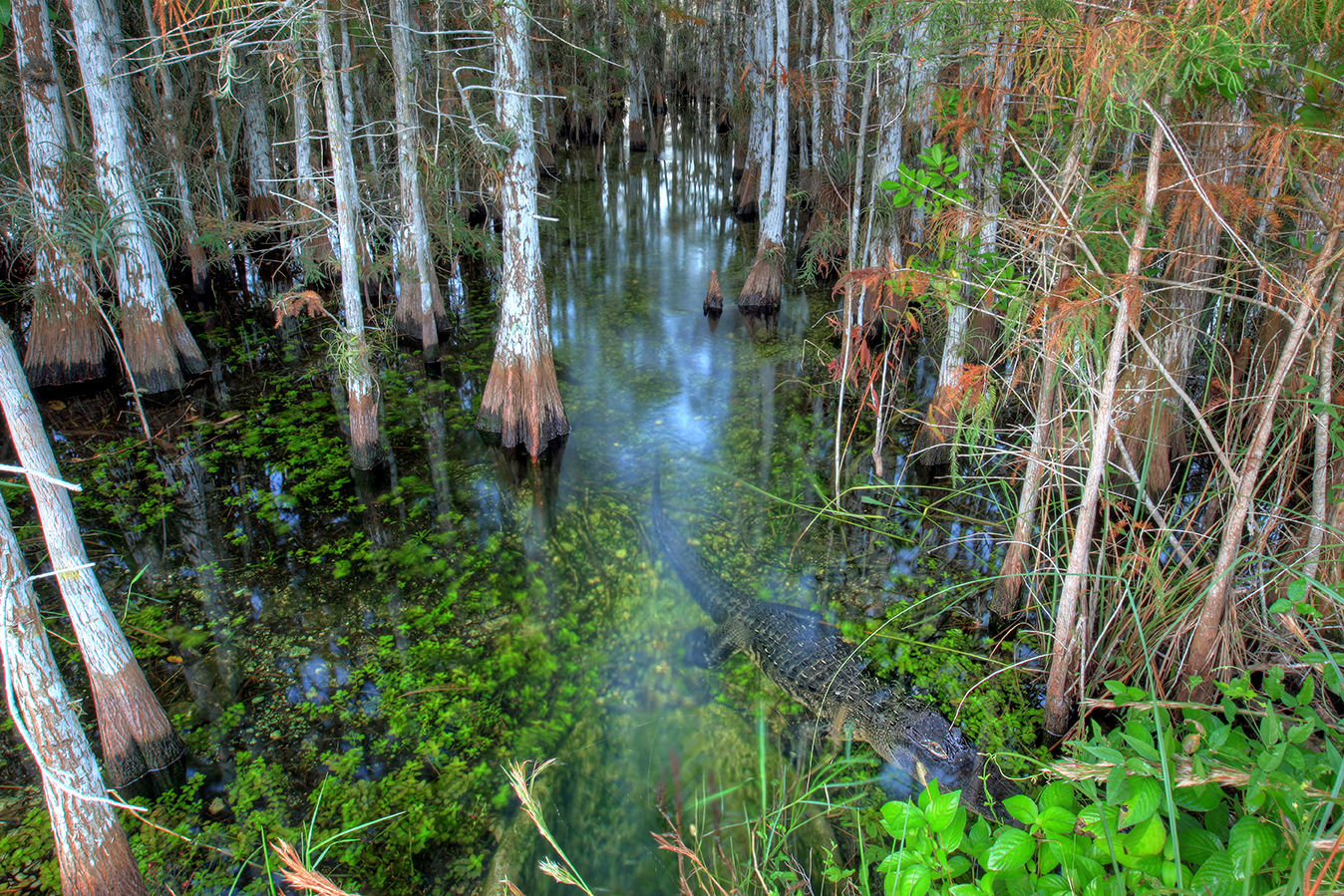 Alligator basks in a cypress swamp.